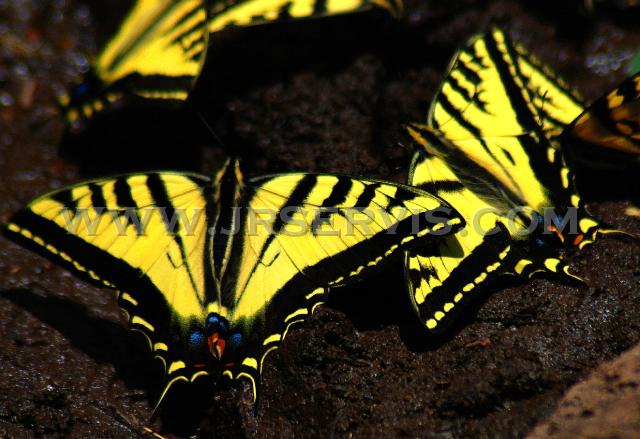 Butterflys-Black River.jpg - Two-tailed Swallowtailed Butterflies -- AZ State Butterfly